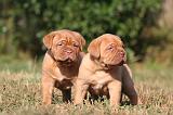 DOGUE DE BORDEAUX 444